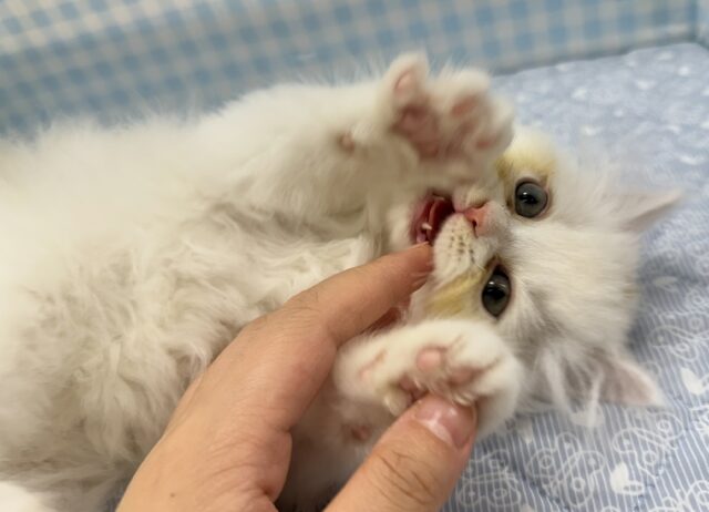 最新📷きゅんきゅんさせちゃう!ラガマフィンくん ラガマフィン