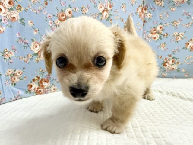 ハーフ犬(チワワ✖️ミニチュアダックス)男の子♫やんちゃになりそう! チワックス