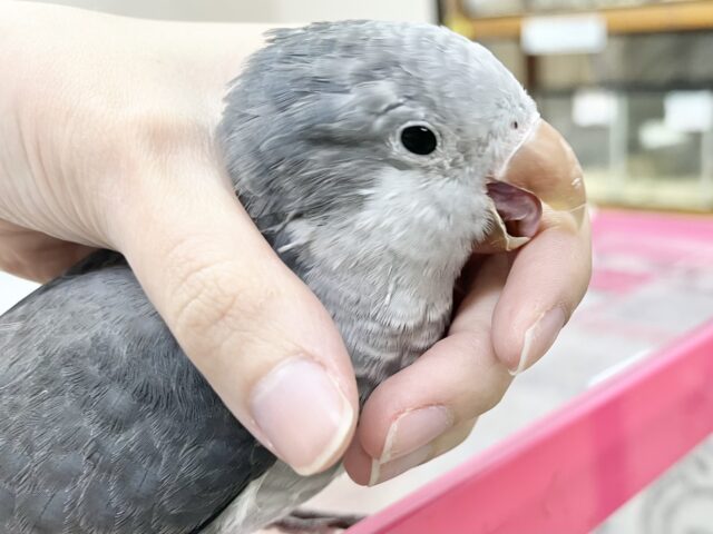 オキナインコ