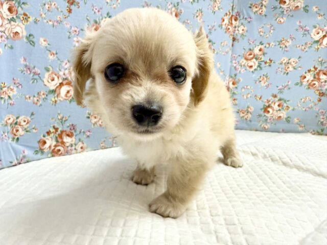 ハーフ犬(チワワ✖️ミニチュアダックス)男の子♫やんちゃになりそう! ハーフ犬(チワワ✖️ミニチュアダックス)男の子♫やんちゃになりそう!