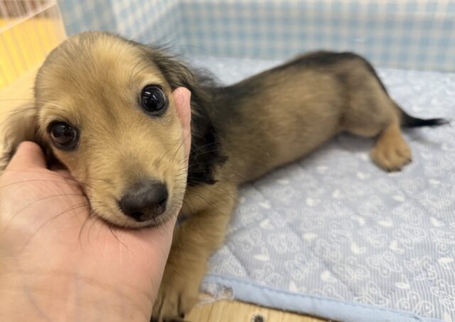 ミニチュアダックス