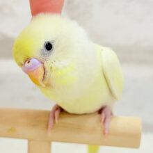 【最新画像更新🪄】レモンチーズケーキ🍋💛セキセイインコ(クリーム) ヒナ