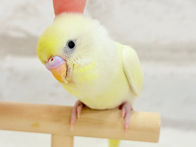 【最新画像更新🪄ひとり餌になりました‪☆】レモンチーズケーキ🍋💛セキセイインコ(クリーム) ヒナ