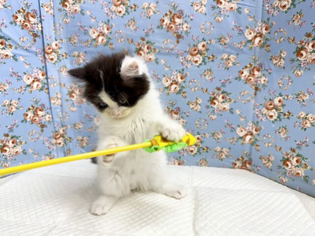 サイベリアン(ブラック&ホワイト)男の子♫このカラーはお初です! サイベリアン