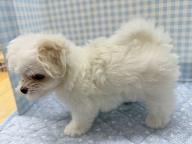 最新📷純白✨マルチーズの女の子😍 マルチーズ