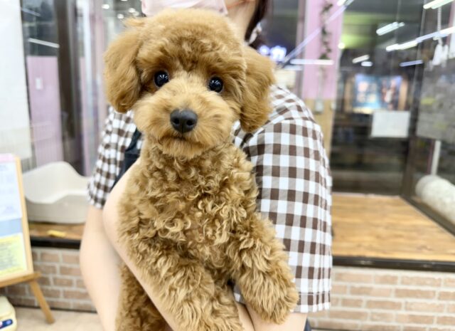 トイプードル(レッド)女の子♪最初だけビビッちょだけど慣れると甘えんぼ〜💕 トイプードル