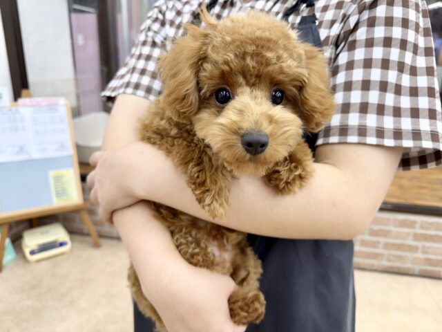 トイプードル(レッド)女の子♪最初だけビビッちょだけど慣れると甘えんぼ〜💕 トイプードル