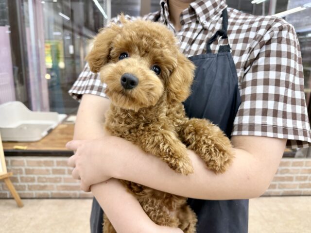 トイプードル(レッド)女の子♪最初だけビビッちょだけど慣れると甘えんぼ〜💕 トイプードル