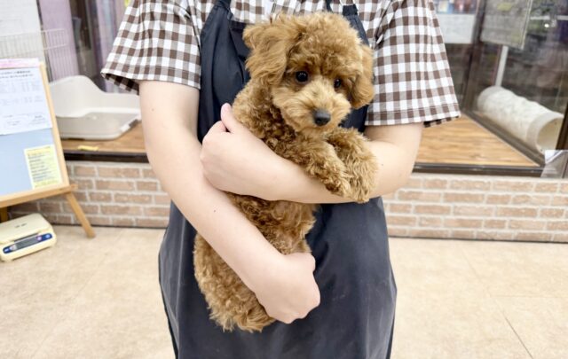 トイプードル(レッド)女の子♪最初だけビビッちょだけど慣れると甘えんぼ〜💕 トイプードル