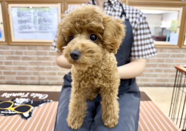 トイプードル(レッド)女の子♪最初だけビビッちょだけど慣れると甘えんぼ〜💕 トイプードル