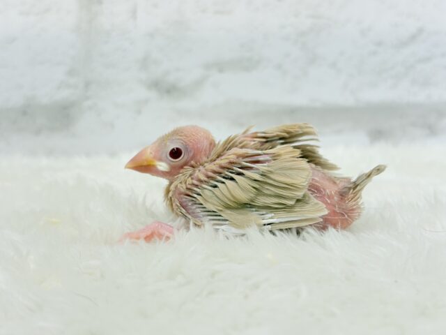 シナモン文鳥