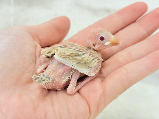 シナモン文鳥