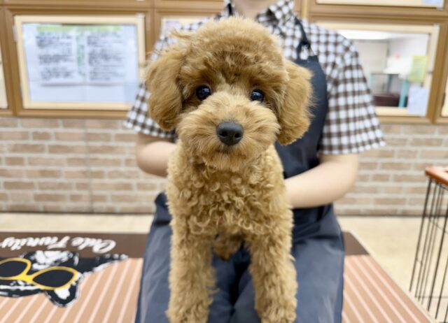 トイプードル(レッド)女の子♪最初だけビビッちょだけど慣れると甘えんぼ〜💕 トイプードル