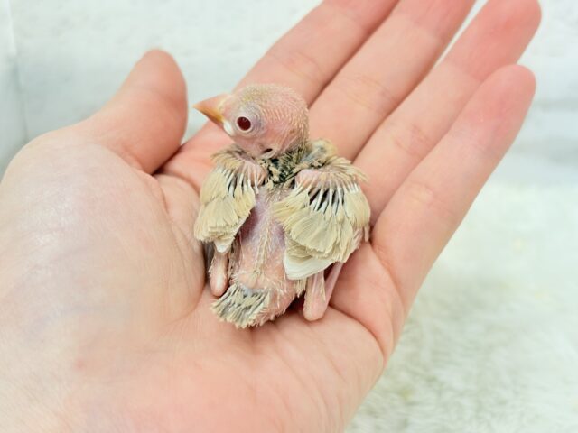 シナモン文鳥