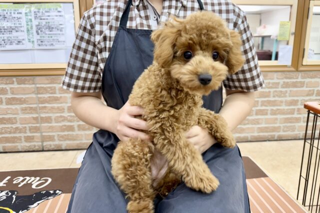 トイプードル(レッド)女の子♪最初だけビビッちょだけど慣れると甘えんぼ〜💕 トイプードル