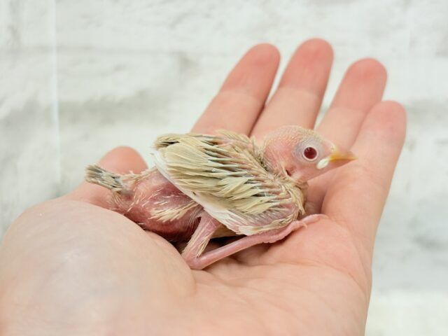 シナモン文鳥