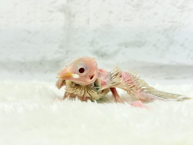 シナモン文鳥