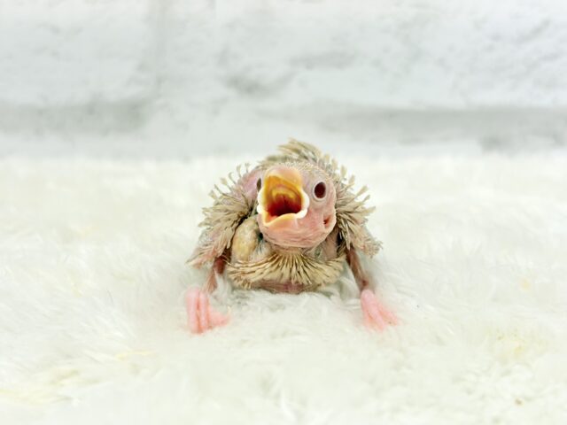シナモン文鳥