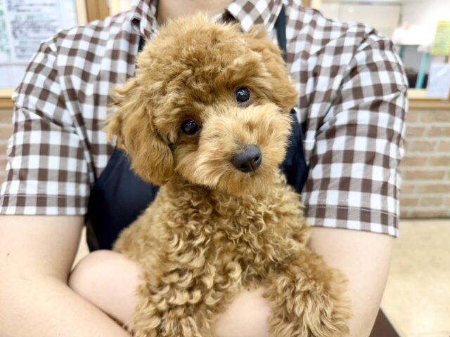 トイプードル(レッド)女の子♪最初だけビビッちょだけど慣れると甘えんぼ〜💕 トイプードル(レッド)女の子♪最初だけビビッちょだけど慣れると甘えんぼ〜💕