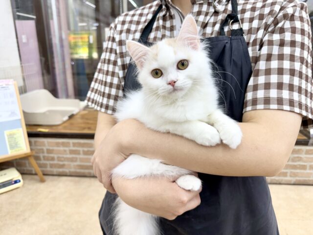 スコティッシュフォールド(クリーム&ホワイト)女の子♪ずっとゴロゴロ甘えんぼ🩷 スコティッシュフォールド