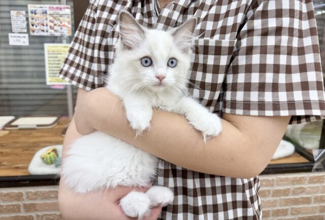 ラグドール(ブルーポイントバイカラー)女の子♪キラキラ✨おめめの美人さん! ラグドール