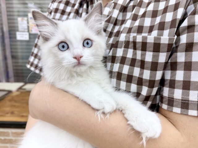 ラグドール（ブルーポイントバイカラー）女の子♪キラキラ✨おめめの美人さん！