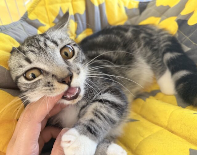 最新📷懐っこすぎてメロメロになっちゃう!マンチカン マンチカン