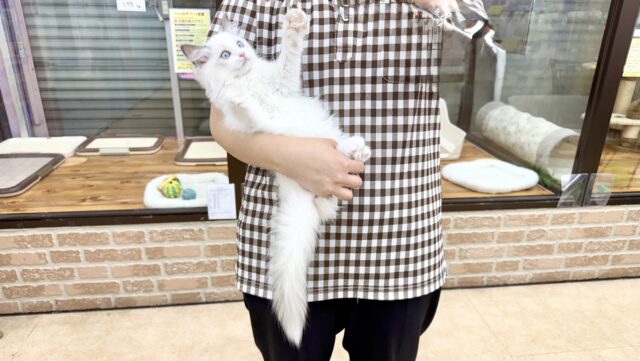 ラグドール(ブルーポイントバイカラー)女の子♪キラキラ✨おめめの美人さん! ラグドール