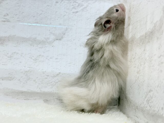 ゴールデンハムスター