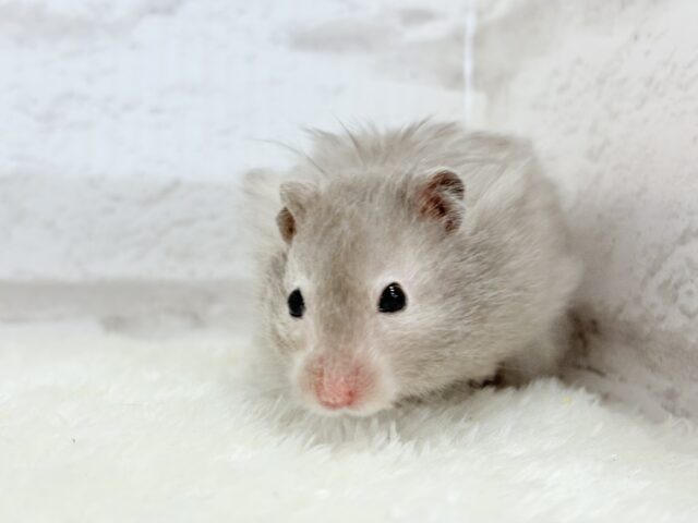ゴールデンハムスター