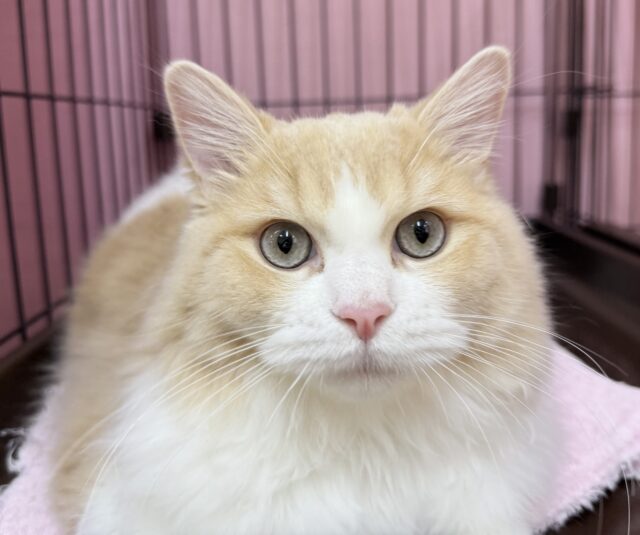 最新📷イケにゃんミヌエットくん! ミヌエット