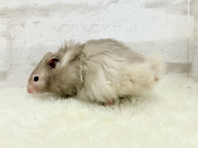 ゴールデンハムスター