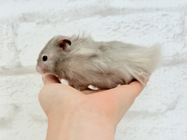 ゴールデンハムスター