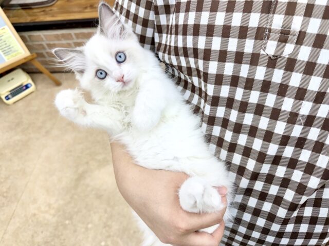 ラグドール(ブルーポイントバイカラー)女の子♪キラキラ✨おめめの美人さん! ラグドール