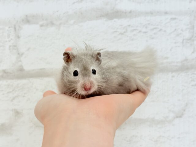 ゴールデンハムスター