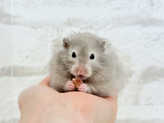 ゴールデンハムスター