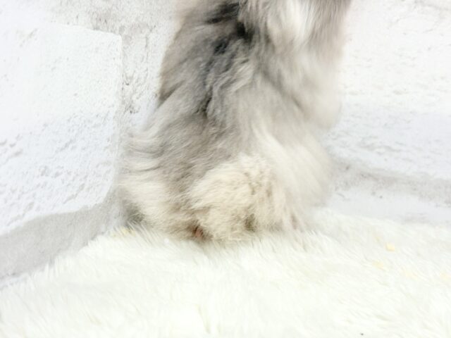 ゴールデンハムスター