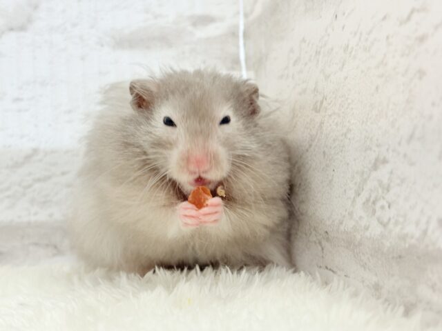 ゴールデンハムスター