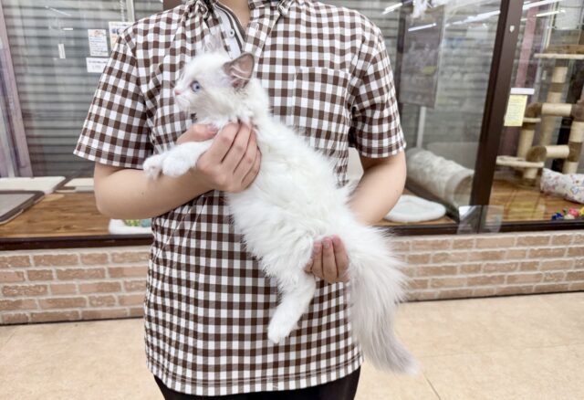 ラグドール(ブルーポイントバイカラー)女の子♪キラキラ✨おめめの美人さん! ラグドール