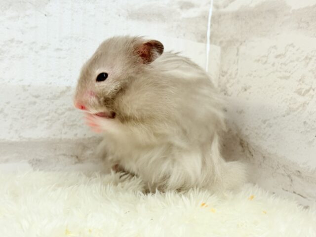 ゴールデンハムスター