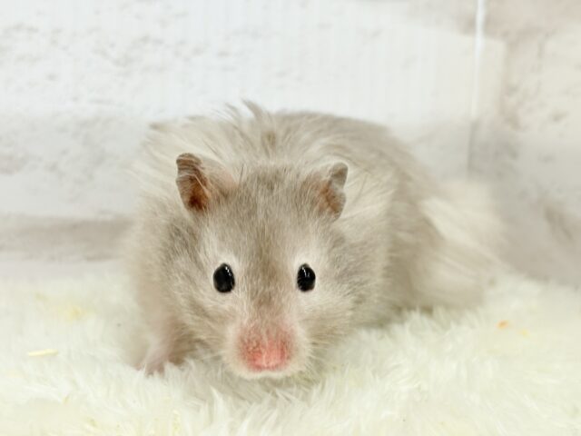 ゴールデンハムスター
