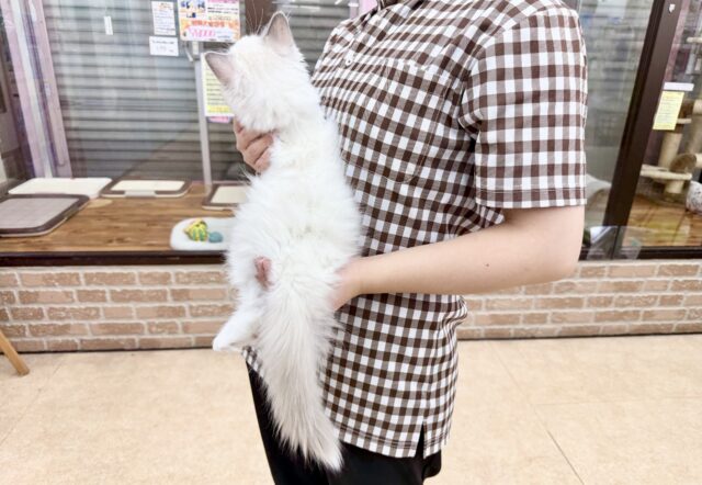 ラグドール(ブルーポイントバイカラー)女の子♪キラキラ✨おめめの美人さん! ラグドール