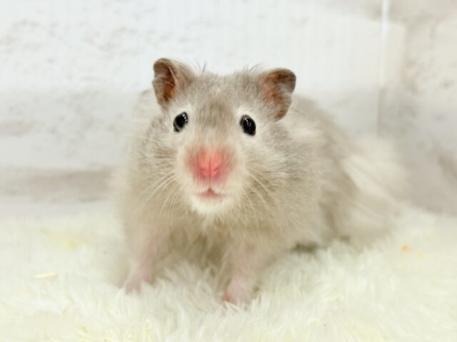 ゴールデンハムスター