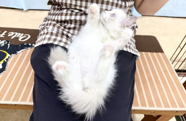 ラグドール(ブルーポイントバイカラー)女の子♪キラキラ✨おめめの美人さん! ラグドール