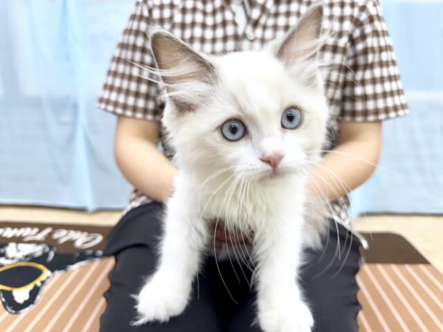 ラグドール(ブルーポイントバイカラー)女の子♪キラキラ✨おめめの美人さん! ラグドール
