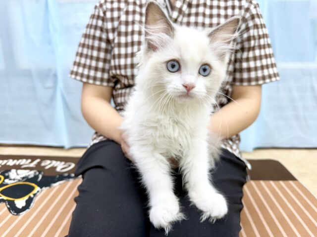 ラグドール(ブルーポイントバイカラー)女の子♪キラキラ✨おめめの美人さん! ラグドール
