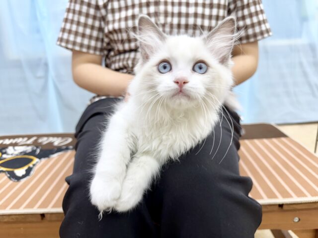 ラグドール(ブルーポイントバイカラー)女の子♪キラキラ✨おめめの美人さん! ラグドール