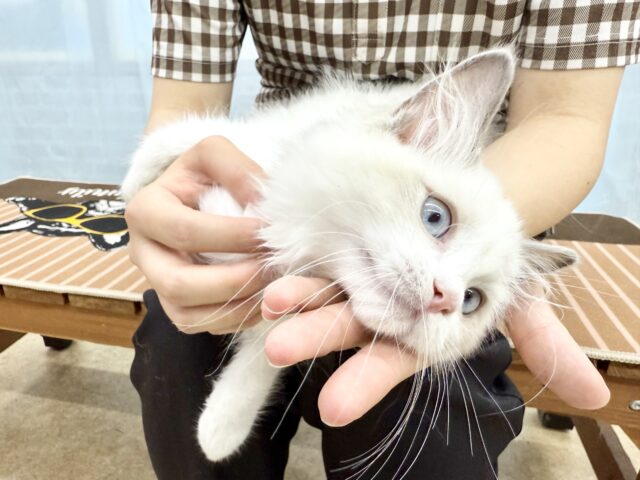 ラグドール(ブルーポイントバイカラー)女の子♪キラキラ✨おめめの美人さん! ラグドール