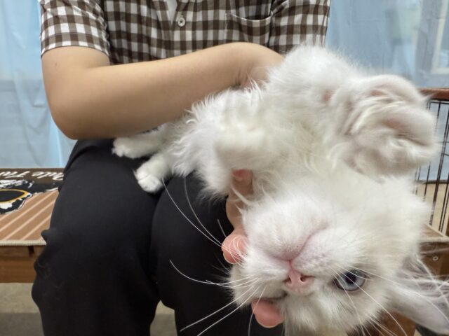 ラグドール(ブルーポイントバイカラー)女の子♪キラキラ✨おめめの美人さん! ラグドール