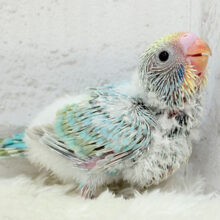 わた毛界の天使来ました🧚‍♀️💖セキセイインコ(パステルカラーレインボー) ヒナ